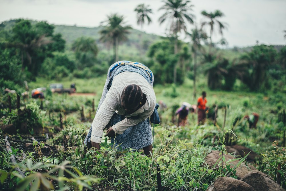Farmers working in a green field
