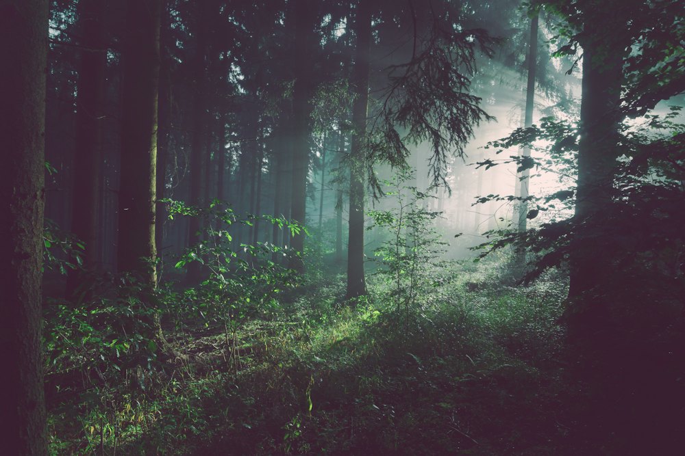 Sunlight through a green forest