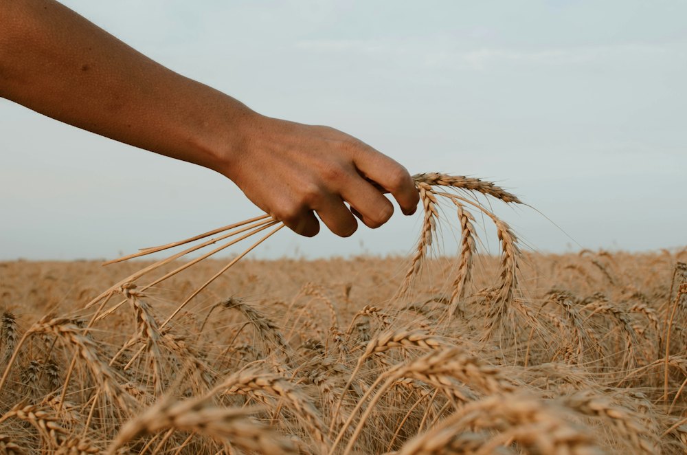 Hand holding ripe wheat stalks